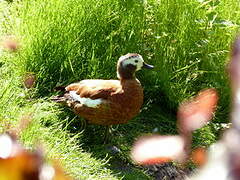 South African Shelduck