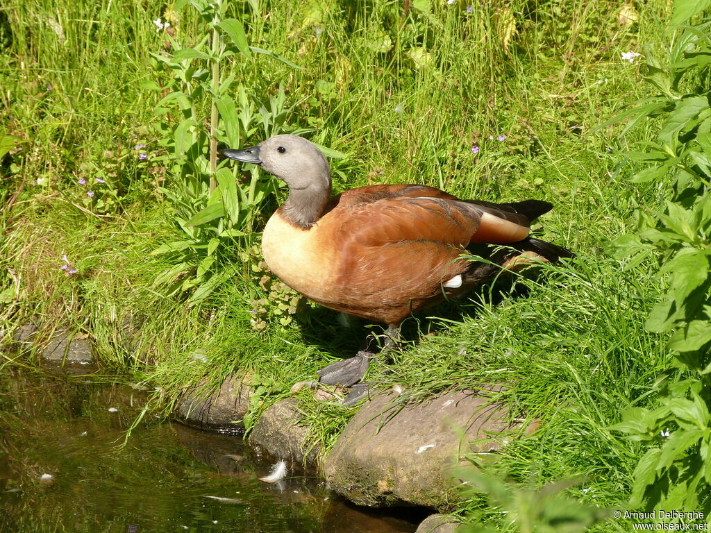 South African Shelduck male