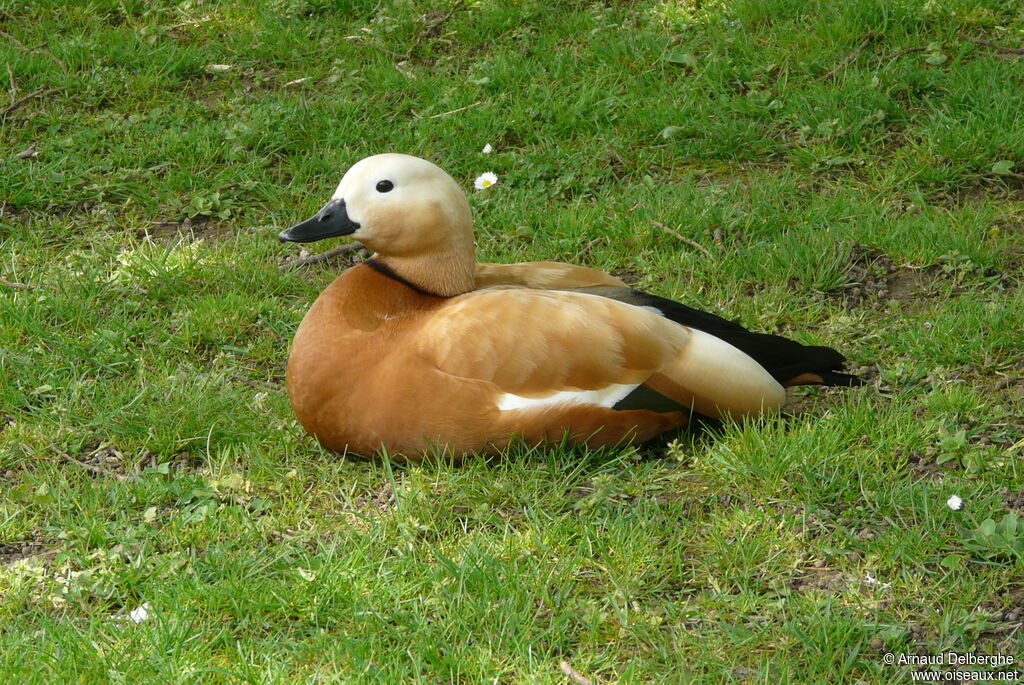 Ruddy Shelduck