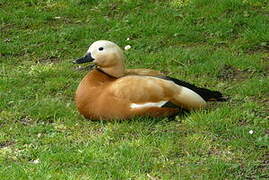 Ruddy Shelduck