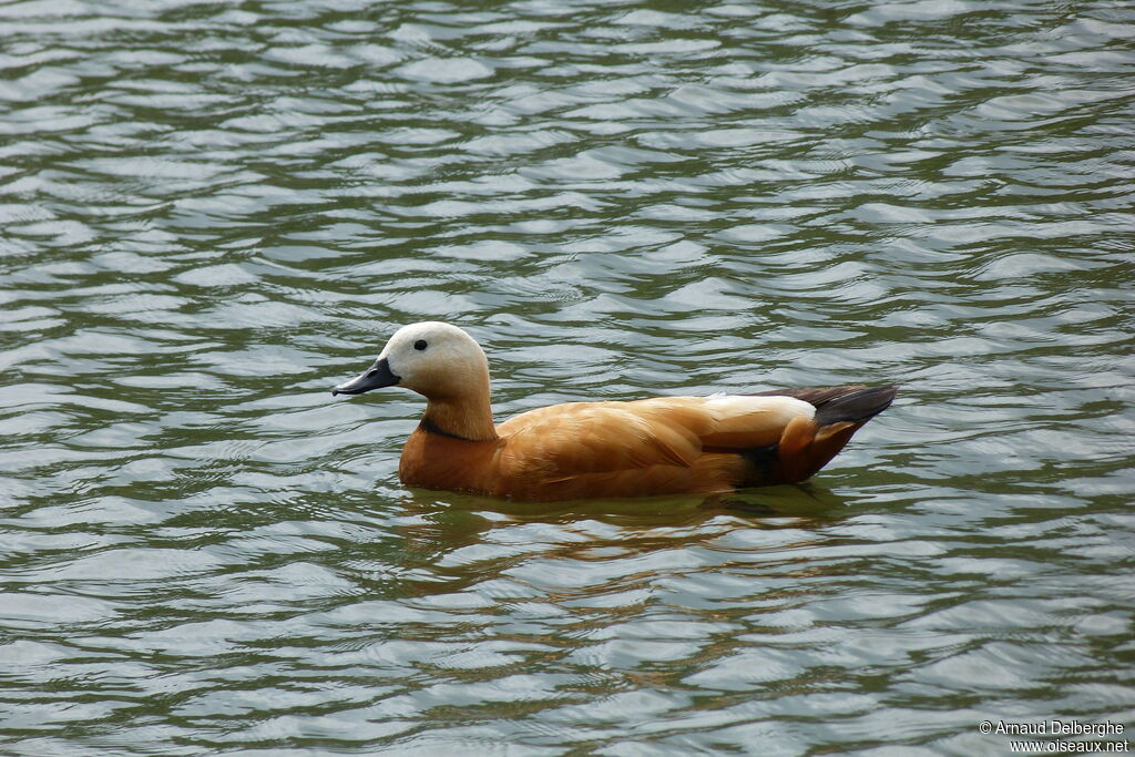 Ruddy Shelduck