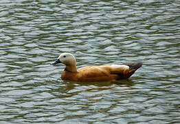 Ruddy Shelduck