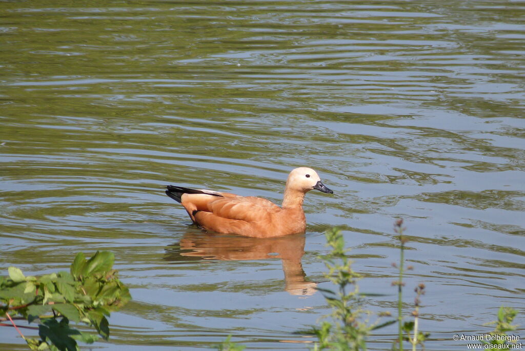 Ruddy Shelduck