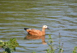 Ruddy Shelduck