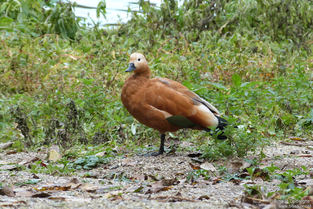 Ruddy Shelduck