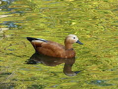 Ruddy Shelduck