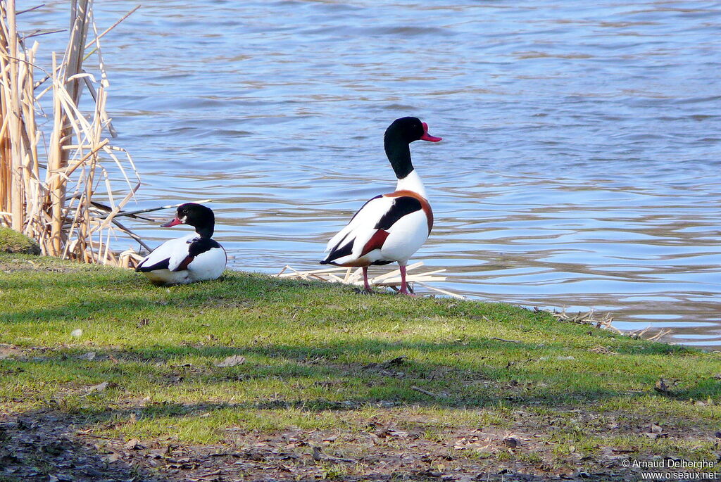 Common Shelduck