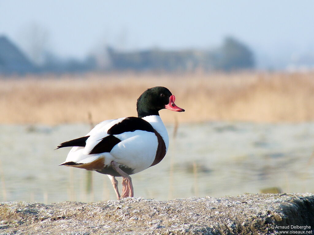 Common Shelduck