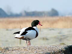 Common Shelduck