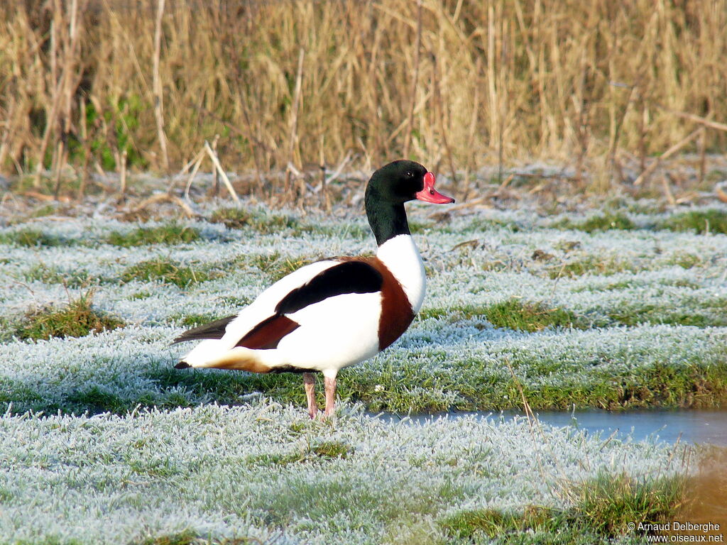 Common Shelduck