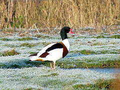 Common Shelduck