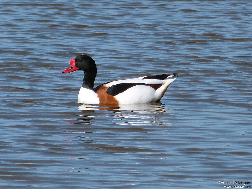 Common Shelduck