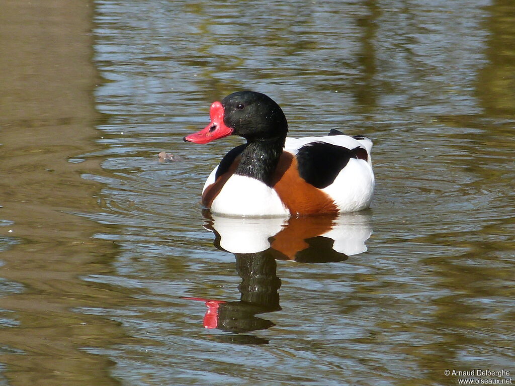 Common Shelduck