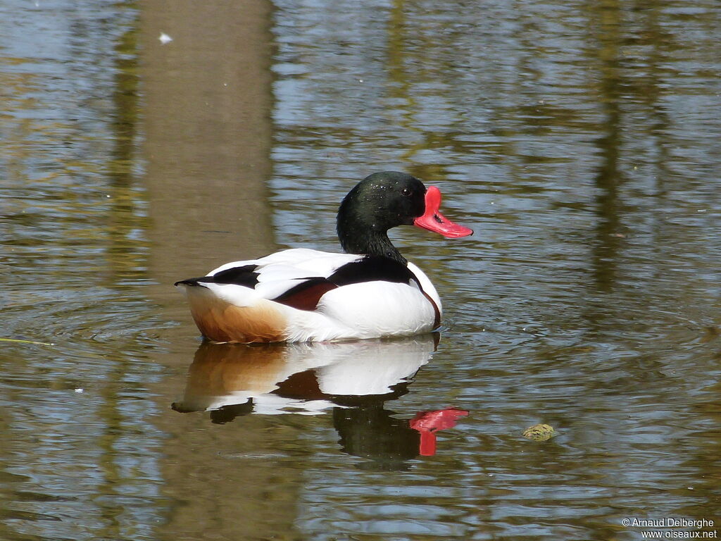 Common Shelduck