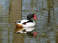 Common Shelduck