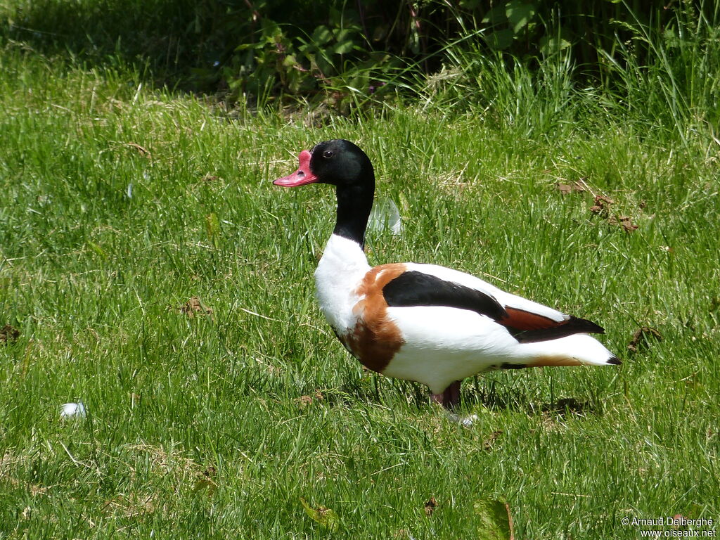 Common Shelduck