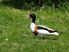 Common Shelduck