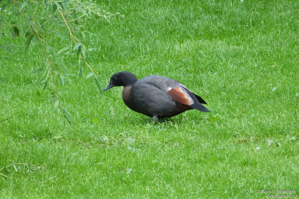 Paradise Shelduck male