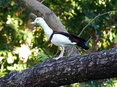 Radjah Shelduck