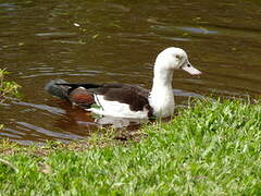 Radjah Shelduck