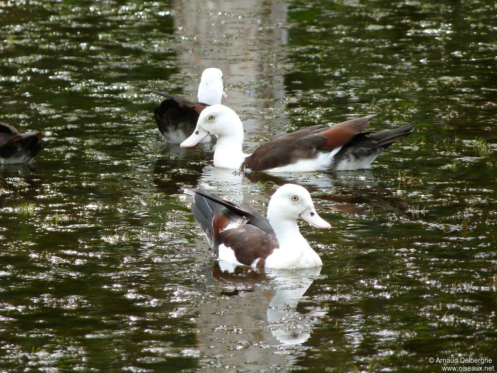 Radjah Shelduck