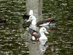 Raja Shelduck