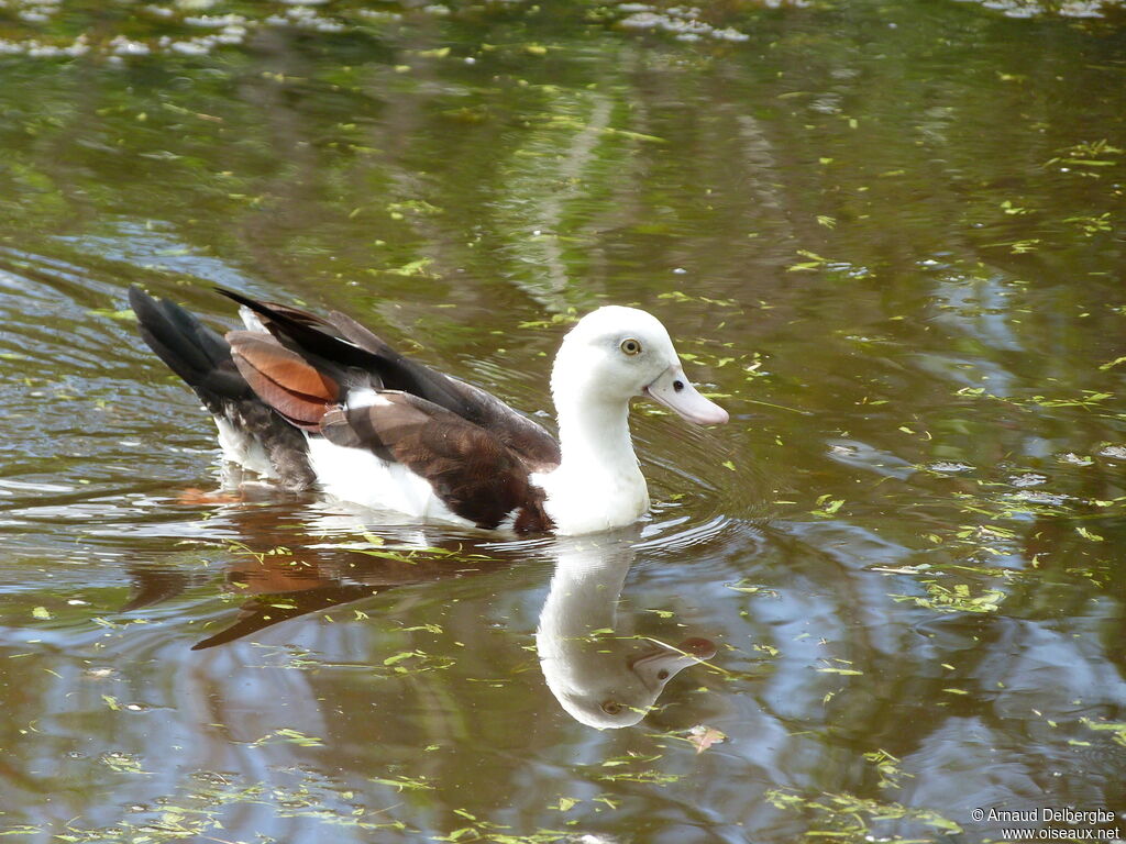 Radjah Shelduck