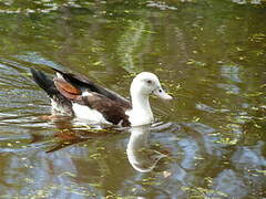 Raja Shelduck