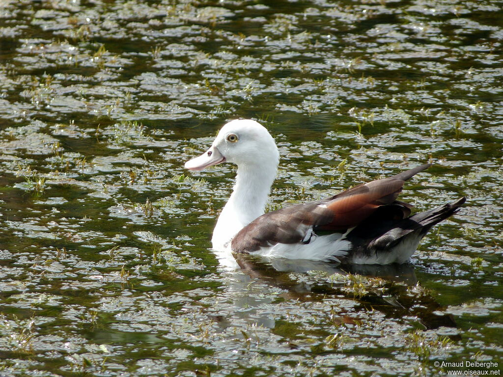 Raja Shelduck