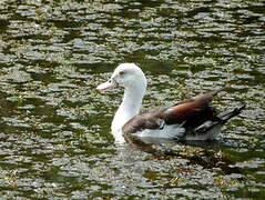 Radjah Shelduck