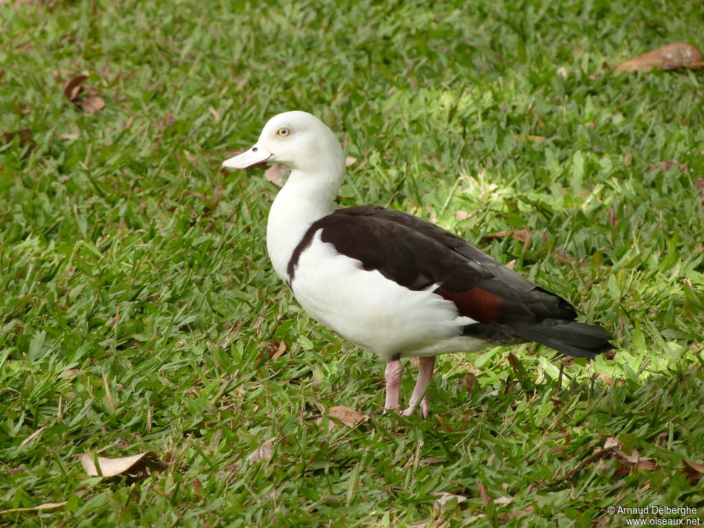 Raja Shelduck