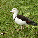 Tadorne radjah