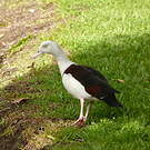 Tadorne radjah
