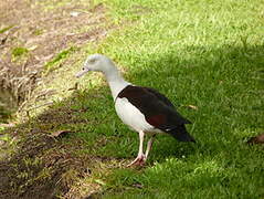 Radjah Shelduck