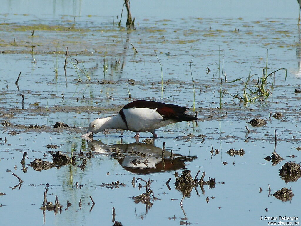 Radjah Shelduck