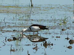 Raja Shelduck