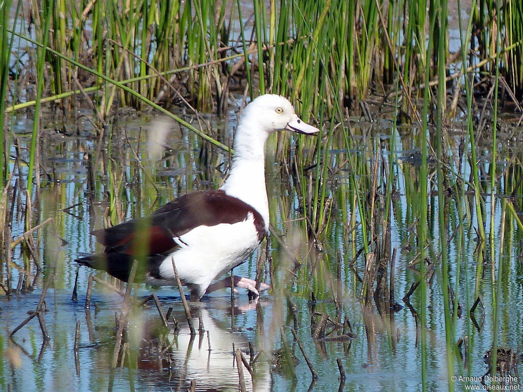 Raja Shelduck