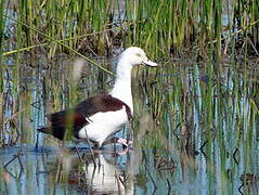 Raja Shelduck