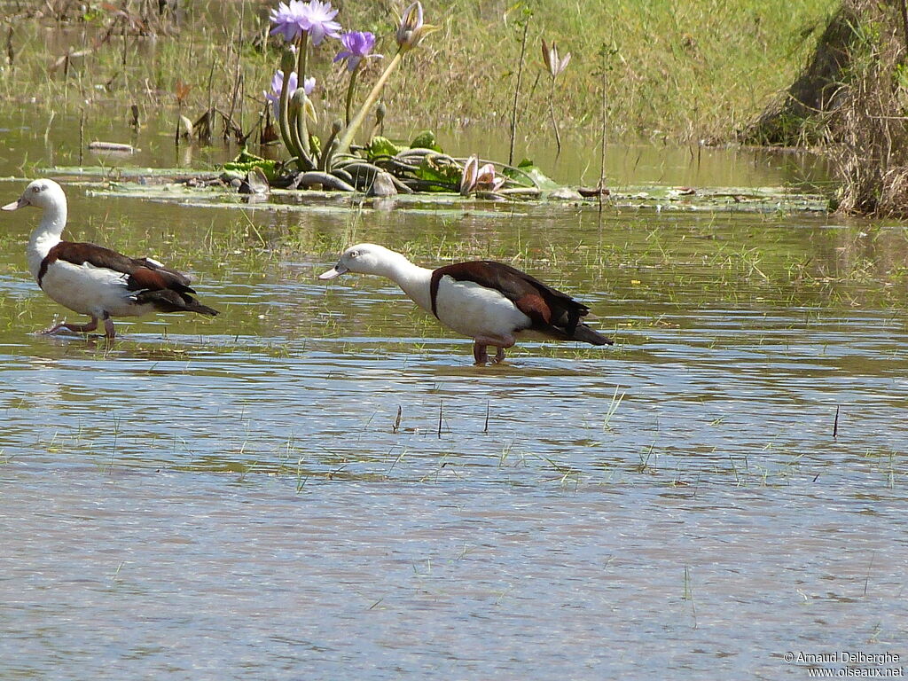 Radjah Shelduck