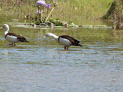 Raja Shelduck