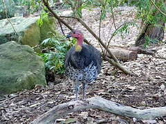 Australian Brushturkey