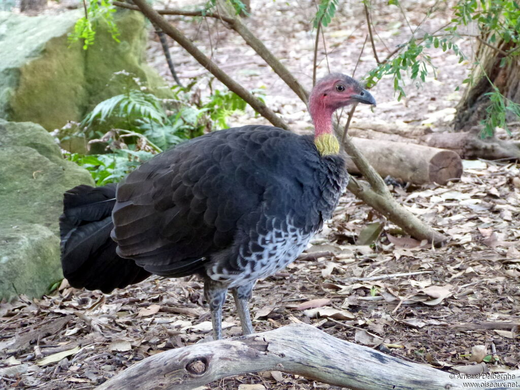 Australian Brushturkey