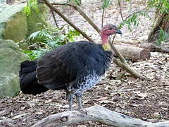 Australian Brushturkey