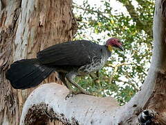 Australian Brushturkey