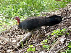 Australian Brushturkey