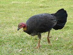 Australian Brushturkey