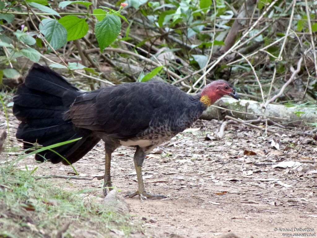 Australian Brushturkey