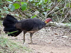 Australian Brushturkey