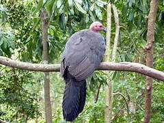 Australian Brushturkey