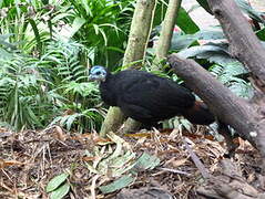 Wattled Brushturkey